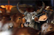 Three booked under Maharashtra’s new beef ban law